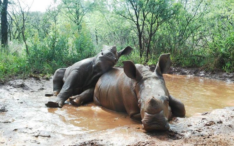 Funktional Fitness, Blog Steun het rhino orphanage